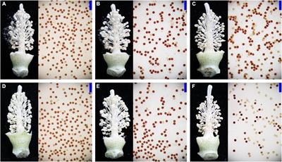 Integrated analysis of metabolome and transcriptome reveals the cytoplasmic effects of CMS-D2 on pollen fertility resulting from disrupted lipid metabolism